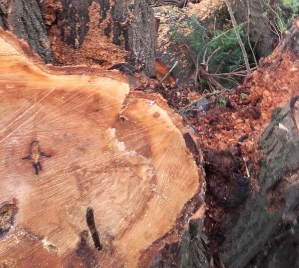 Der Weidenbohrer hat am Radweg zugeschlagen.