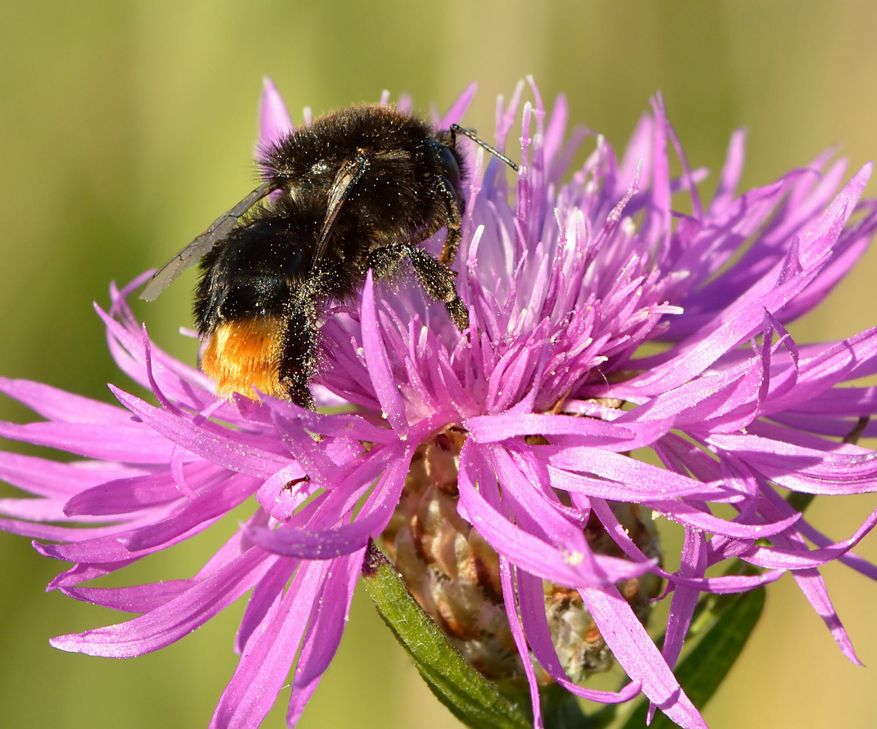 Foto: NABU / Ivar Leidus