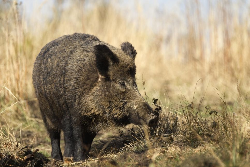 Auch um das Risiko einer Ausbreitung der für Wild- und Hausschweine tödlichen Afrikanischen Schweinepest zu mindern, sollen die Wildschweinbestände klein gehalten werden. Foto: H. Pieper