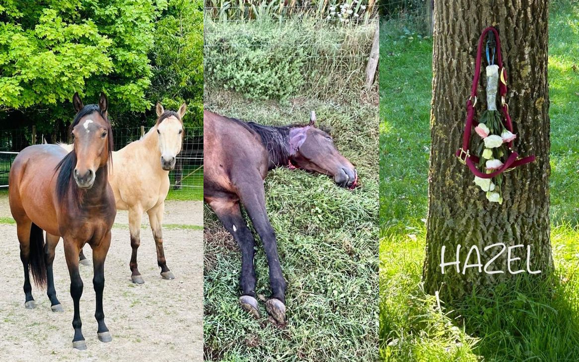 Hazel (Pferd links) wurde in der Nacht zum 9. September in einem privaten Wildgatter erschossen. Der Jäger hatte das offensichtlich sitzende Pferd mit einem Wildschwein verwechselt.