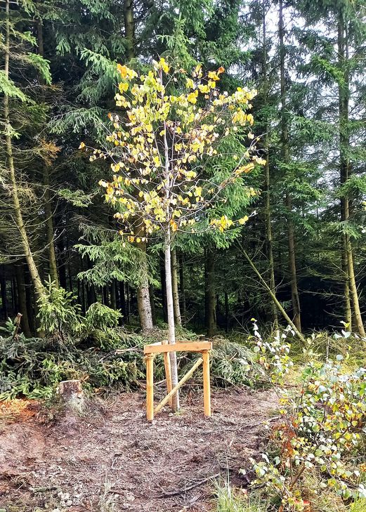 Zu Ehren der Preisträgerin wurde im Souvennweg eine Winterlinde gepflanzt.
