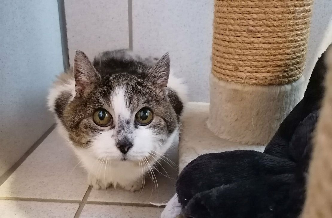 Maggy sucht ein neues Zuhause.