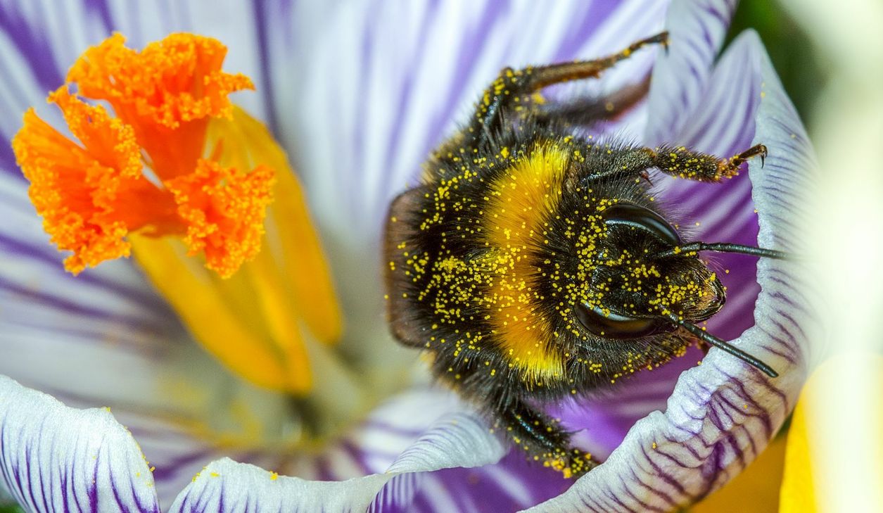 Die Dunkle Erdhummel ist Gartentier des Jahres 2018. Foto: Marc Horton / Shutterstock