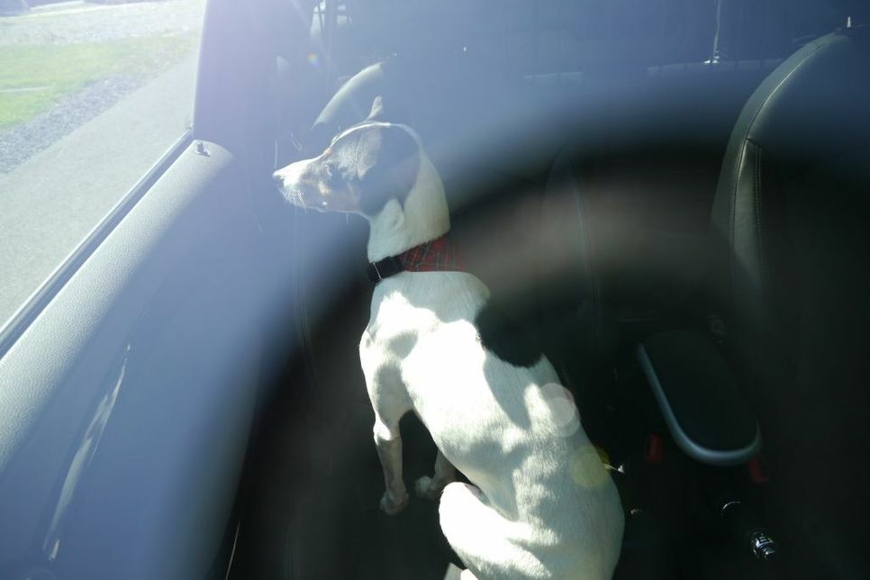 Fahrzeuge erhitzen sich durch Sonneneinstrahlung im Innenraum teilweise auf bis zu 50 Grad und mehr: Deshalb dürfen Tiere an heißen Tagen nie alleine im Auto bleiben!