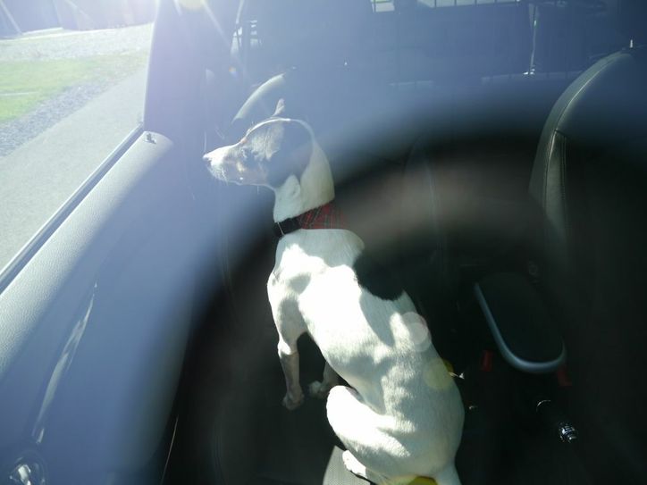 Fahrzeuge erhitzen sich durch Sonneneinstrahlung im Innenraum teilweise auf bis zu 50 Grad und mehr: Deshalb dürfen Tiere an heißen Tagen nie alleine im Auto bleiben!