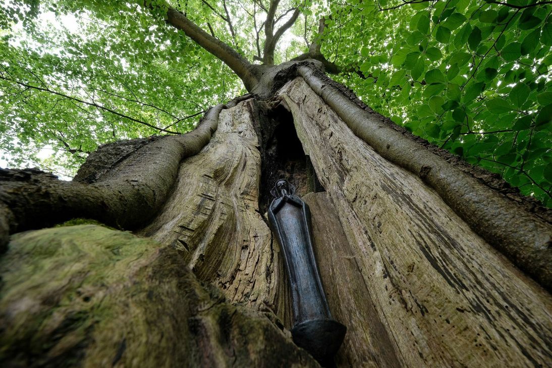 Man mag kaum glauben, dass dieser »Baum.Schatz« des Naturparks Nordeifel auf der Höhenschneise im Hürtgenwald an die Allerseelenschlacht erinnert. In die etwa 150 Jahre alte Rotbuche hat am 21. September 1944 der erste Amerikaner im Hürtgenwald, R.D. McArthur aus Texas seine Initialen und die seiner Kriegskameraden geritzt. Foto: Naturpark Nordeifel