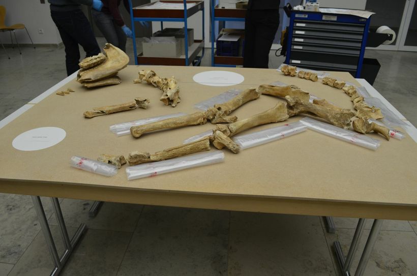 Die beiden Pferdeskelette werden im Rheinischen Landesmuseum derzeit für die große Neroausstellung vorbereitet. Foto: Pees