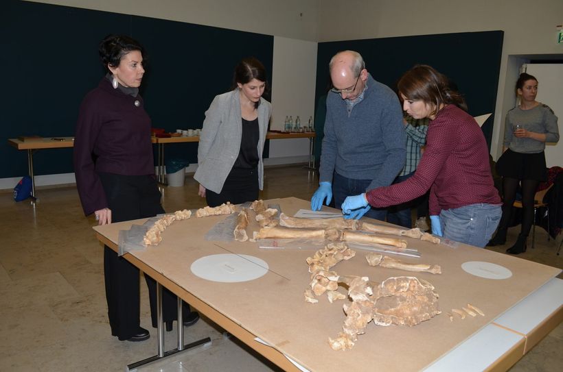 Die beiden Pferdeskelette werden im Rheinischen Landesmuseum derzeit für die große Neroausstellung vorbereitet. Foto: Pees