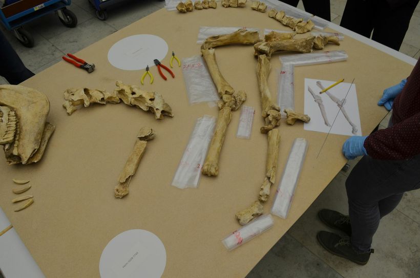 Die beiden Pferdeskelette werden im Rheinischen Landesmuseum derzeit für die große Neroausstellung vorbereitet. Foto: Pees