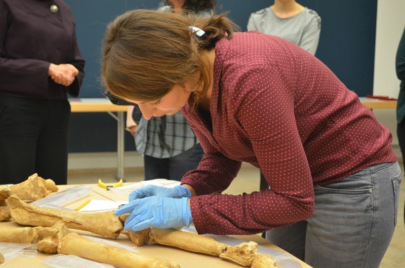 Die beiden Pferdeskelette werden im Rheinischen Landesmuseum derzeit für die große Neroausstellung vorbereitet. Foto: Pees