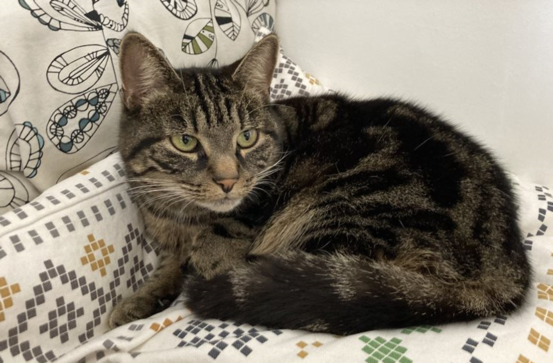 Katzendame Wanda ist nach sieben Monaten wieder zu Hause.