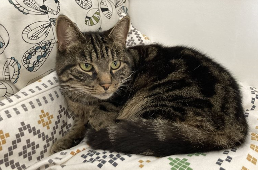 Katzendame Wanda ist nach sieben Monaten wieder zu Hause.