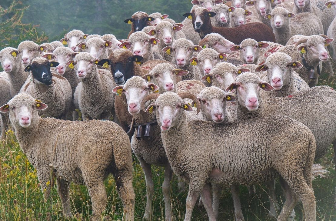 Die Blauzungenkrankheit wurde im Rhein-Hunsrück-Kreis bei Schafen festgestellt.