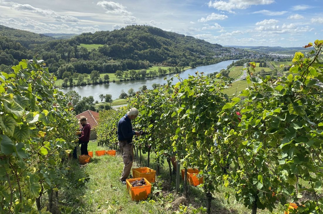 Traubenlese an der Obermosel