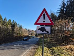 Erneut wurde an der B407 am „alten“ Staudamm bei Frau Holle ein toter Biber gefunden.