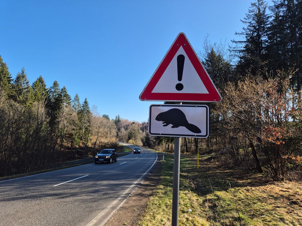 Erneut wurde an der B407 am „alten“ Staudamm bei Frau Holle ein toter Biber gefunden.