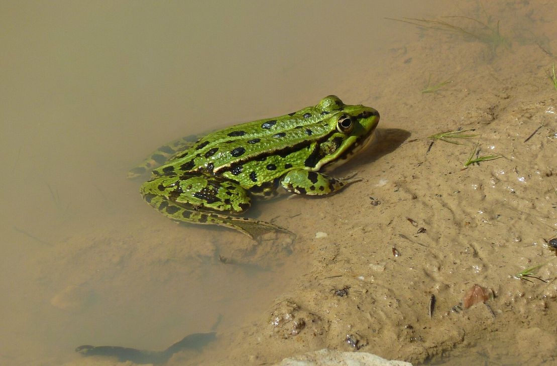 Ein Teichfrosch am neu gebauten Waldtümpel in Ohlweiler.