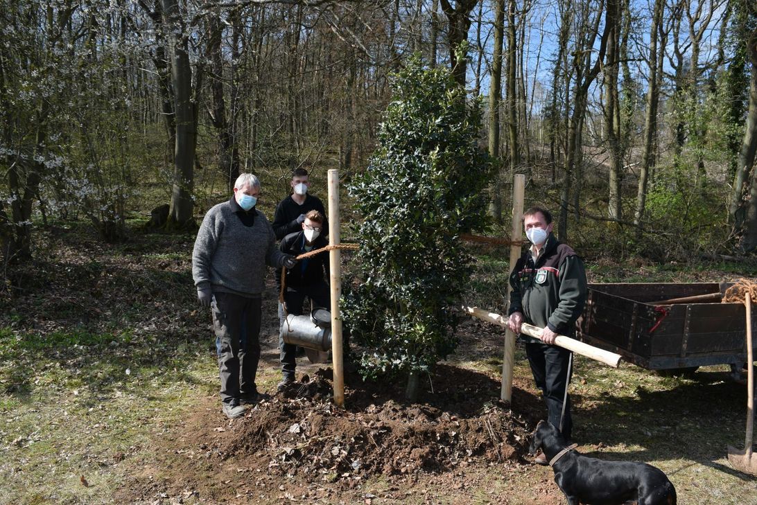 Der Ilex Aquifolium (Europäische Stechpalme) ist Baum des Jahres. Ein Exemplar ziert jetzt auch die Galerie der »Bäume des Jahres« auf dem Parkplatz des Kommerner Freilichtmuseums. Foto: Scholl