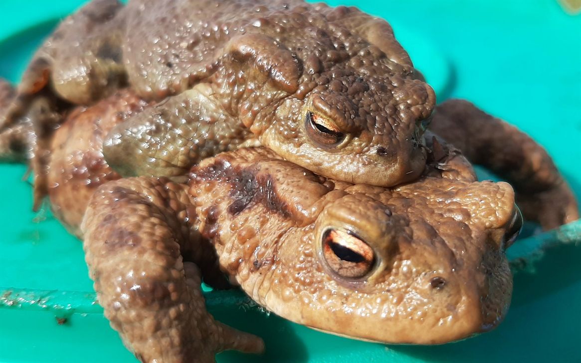 Ein Erdkröten-Weibchen trägt das Männchen auf dem Rücken.