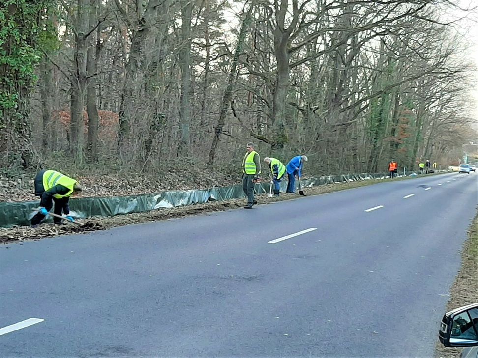Hier bauen freiwillige Helfer einen Amphibien-Schutzzaun bei Satzvey auf, der die Tiere am eigenmächtigen Überqueren der Straße hindern soll.