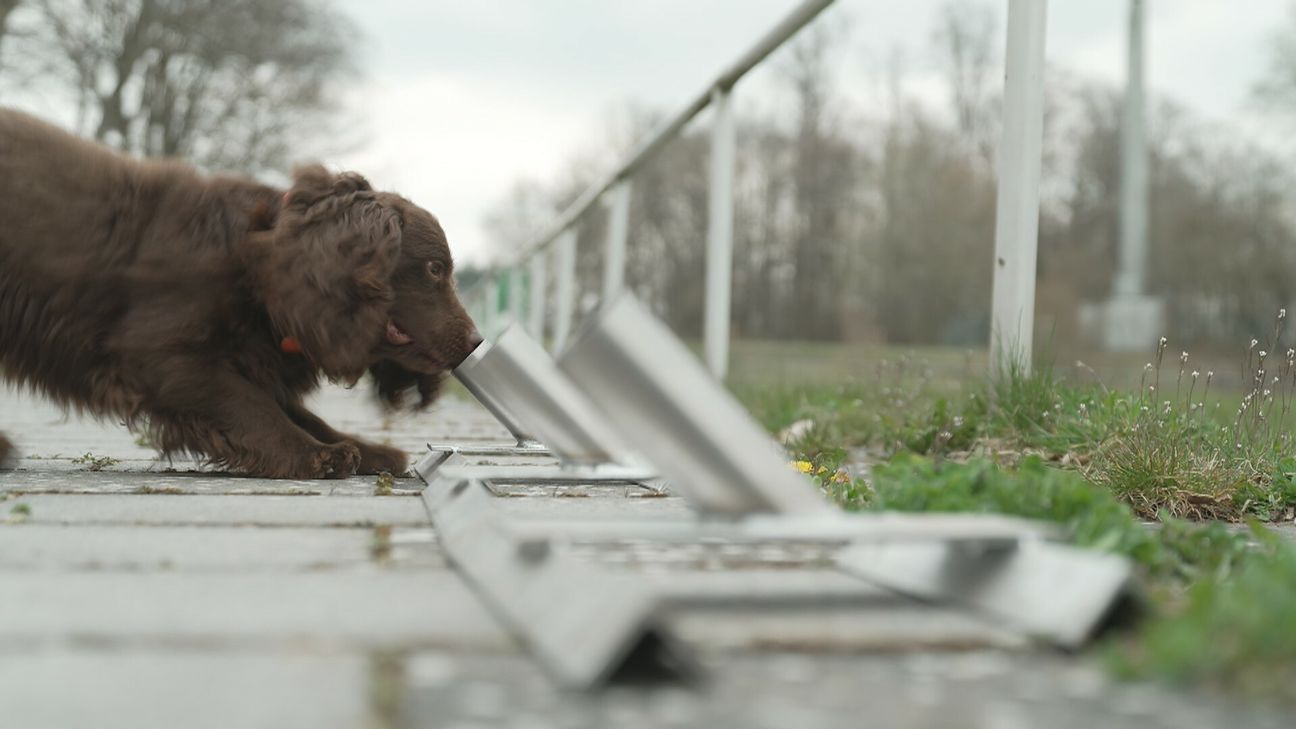 Spürnase Lennox beim Training.