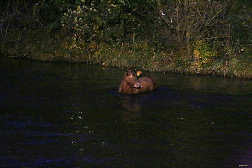 Kuh in der Nahe. Foto: Schmitt