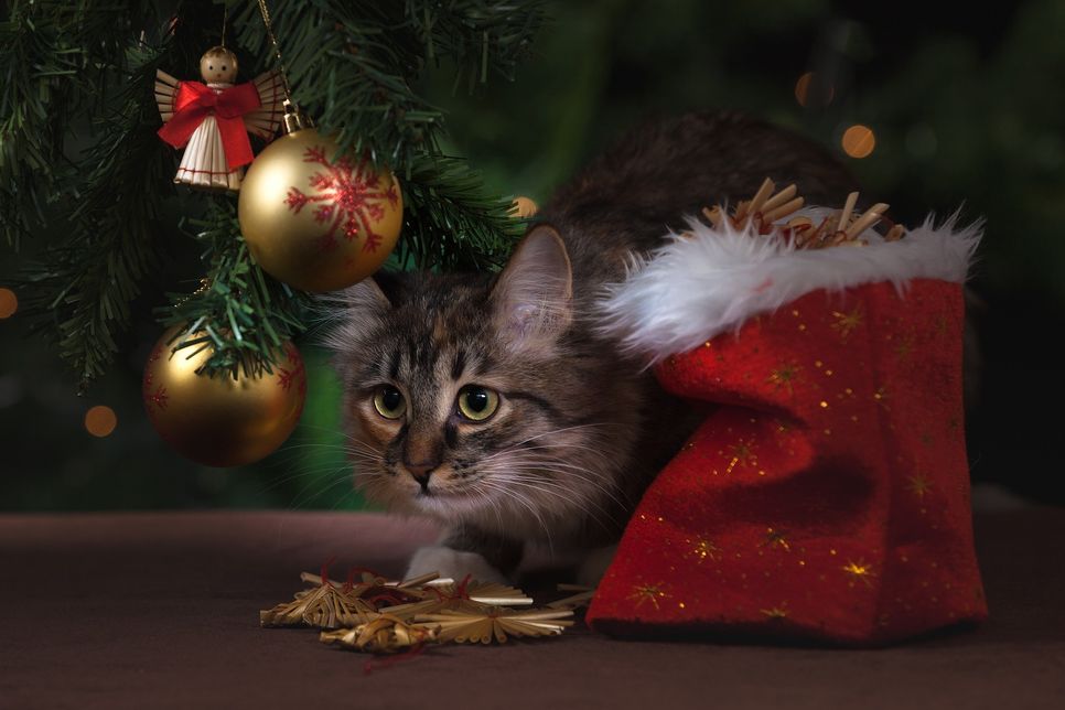 Weihnachten ist ein denkbar schlechter Zeitpunkt, sich ein Tier anzuschaffen, laut der Tierhilfe Rhein-Hunsrück. (Symbolfoto: Pixabay)