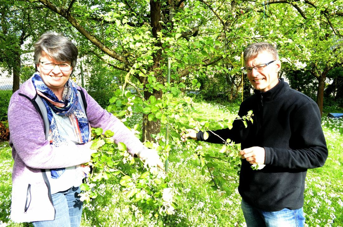 Astrid Heistert-Klink und Martin Holzportz wollen mit ihnen beitragen, Obstwiesen zu erhalten. mn-Foto
