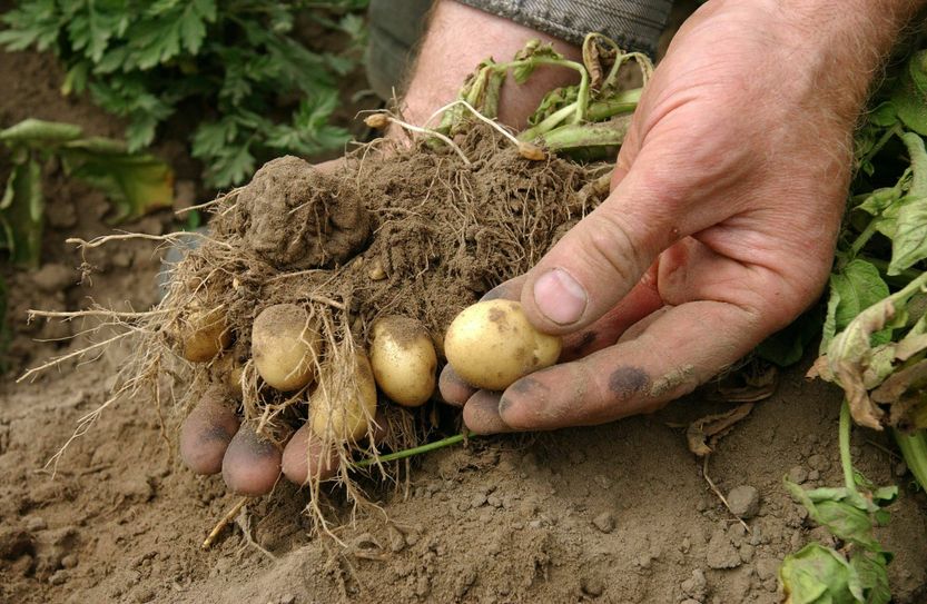 Sie schrumpft, die Kartoffel: Die Hitze hat enorme Auswirkungen auf das Wachstum der beliebten Knolle. Foto: Imago/Uwe Steinert