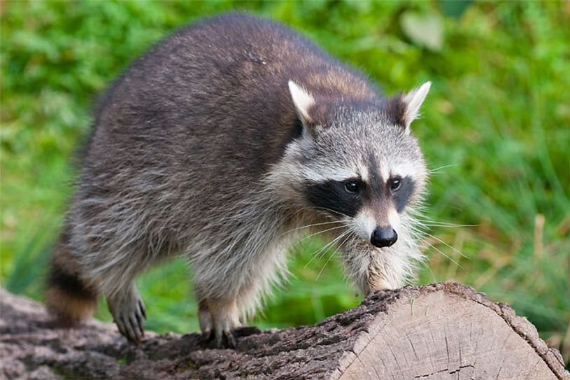 Niedlicher Nager oder gefährliches Raubtier? Foto: NABU/Christoph Bosch