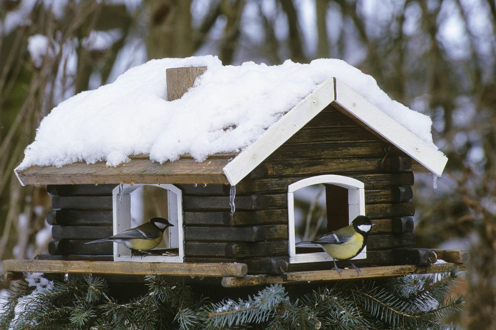 Gartenvögel zu füttern, ist ein Erlebnis und eine Freude für die ganze Familie. Foto: Symbolbild/Hecker,Welzhofer