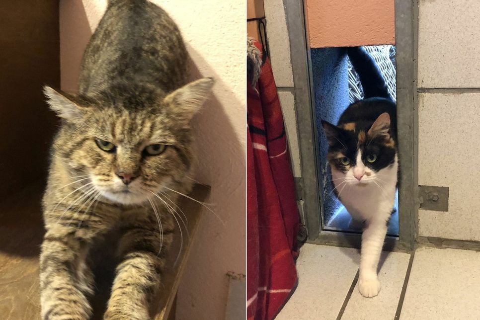 Diese Katzen, die aus schlechter Haltung befreit wurden, suchen ein neues Zuhause . mn-Fotos