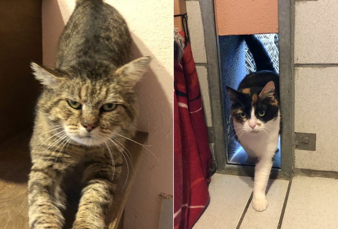 Diese Katzen, die aus schlechter Haltung befreit wurden, suchen ein neues Zuhause . mn-Fotos