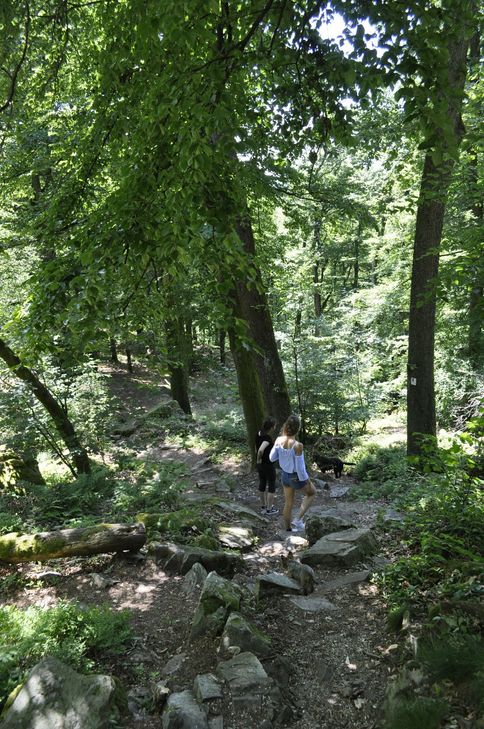 Heute dient der Wald vielen Menschen als Kraftort für Wanderungen.  Foto: Fischer