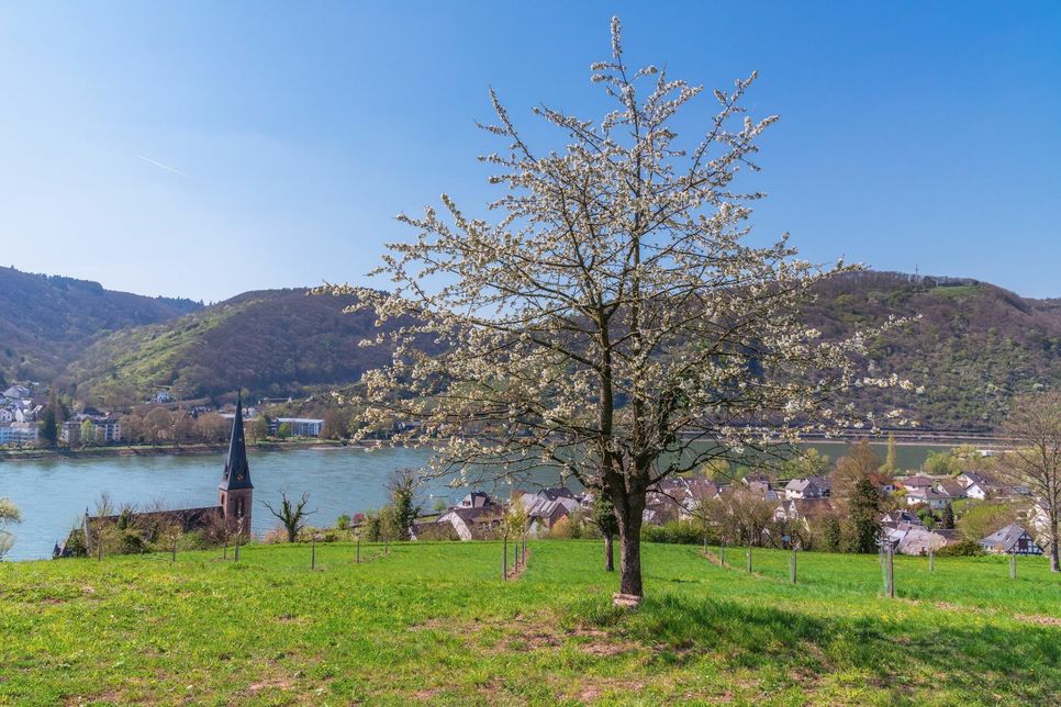 Blick über den Sortengarten Filsen zur Kirschblüte (Foto:Katja Verhoeven / Zweckverband Welterbe Oberes Mittelrheintal)