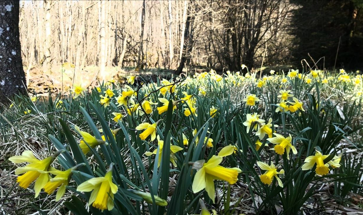 Derzeit blühen die Narzissen, wie hier am Johnny-Brückelchen, in voller Pracht. mn-Fotos