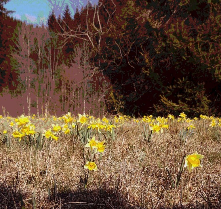 Früher fast verschwunden, sind die wilden Narzissen heute wieder sehr zahlreich.