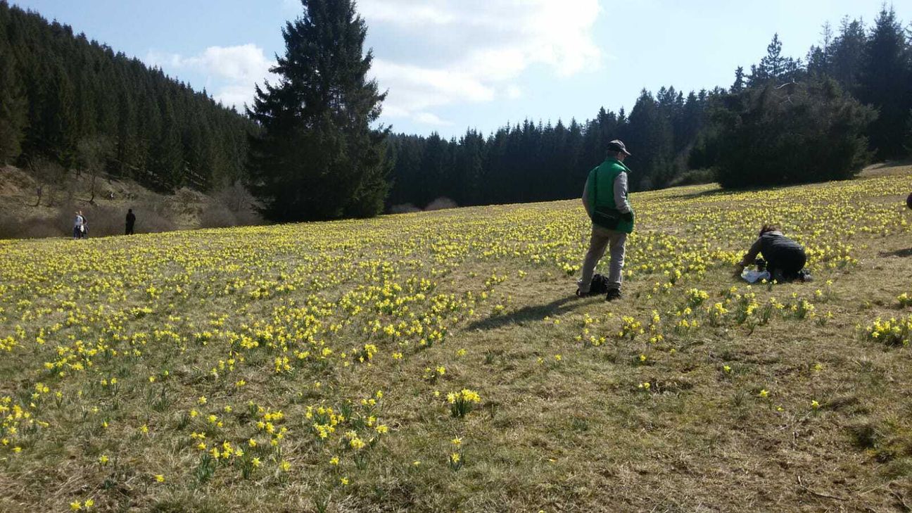 Ein wahres Blütenmeer erwartet die Besucher nicht nur im oberen Oleftal.