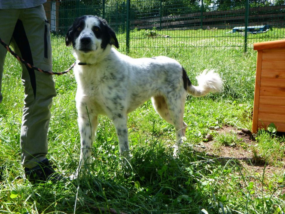 Der Herdenschutzhund Blueberry wurde aus Rumänien nach Deutschland gebracht. Dort wurden seine Besitzer mit dem Tier nicht fertig, das schließlich im Tierheim landete. »Das ist für mich Betrug, zumindest  aber Irreführung«, ärgern Rainer Bauer Anzeigen im Internet, die suggerieren, dass Tiere aus dem Ausland in stattlicher Zahl vom Tierheim Mechernich angeboten werden - was absolut nicht der Realität entspreche.