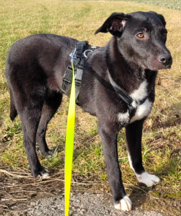 Nach einer mehrstündigen Suchaktion wurde die junge Hündin Amy endlich gefunden.