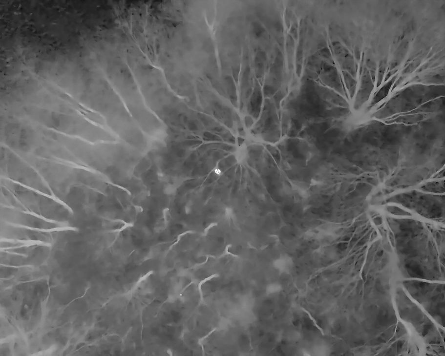 Anhand der Aufnahmen einer Wärmebilddrohne konnte Amy schnell gefunden werden.