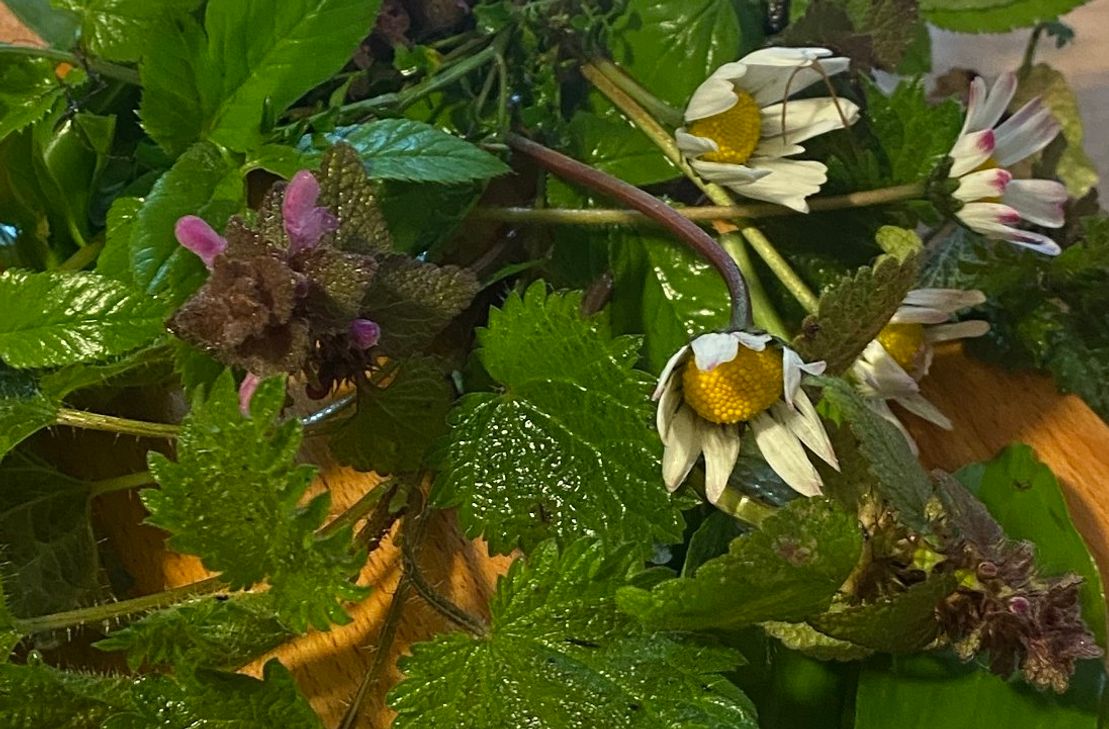 Am Sonntag, 13. April, 10 bis 13 Uhr, bietet der Naturpark Saar-Hunsrück in Zusammenarbeit mit der Nationalpark-Tor Keltenpark eine spannende Frühlings-Wildkräuterwanderung bei Otzenhausen an.