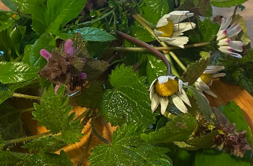 Am Sonntag, 13. April, 10 bis 13 Uhr, bietet der Naturpark Saar-Hunsrück in Zusammenarbeit mit der Nationalpark-Tor Keltenpark eine spannende Frühlings-Wildkräuterwanderung bei Otzenhausen an.