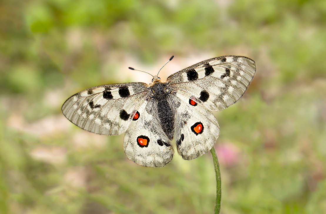Der Apollofalter (Schmetterling des Jahres 2024) ist in Europa streng bedroht und stark beschützt. Die Hauptflugzeit des Falters ist Mitte Juni bis Mitte Juli.