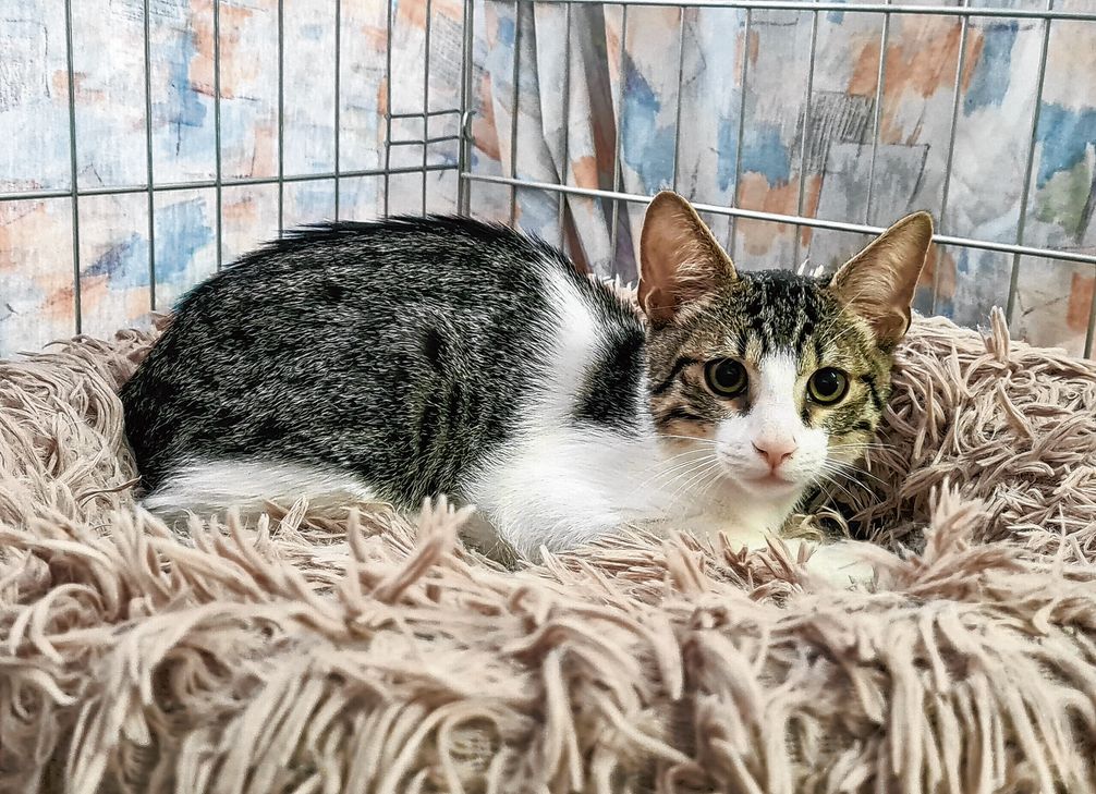 Kater Atze sucht ein neues Zuhause.