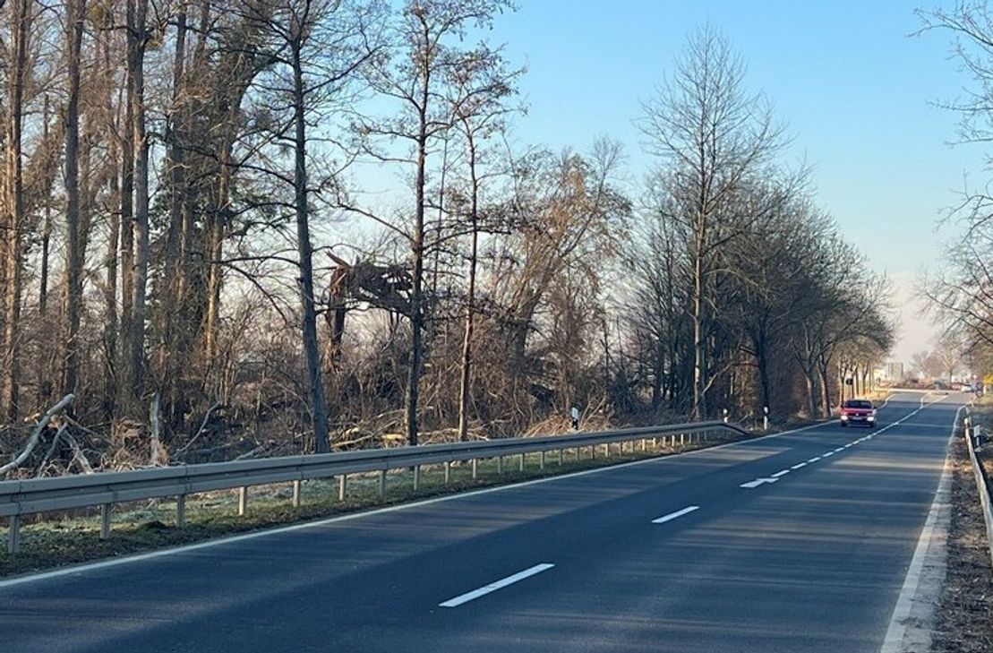 Der Sturm hat einige Bäume entlang der L266 bei Niederelvenich stark in Mitleidenschaft gezogen. Diese müssen gefällt werden.