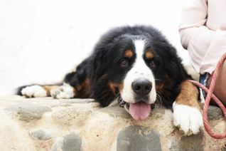 Puh, ist das wieder heiß heute! Nicht nur Tieren und Menschen macht die Hitze zu schaffen. Auch Wälder und Stadtgrün leiden unter der Trockenheit. Foto: Imago/Westend61