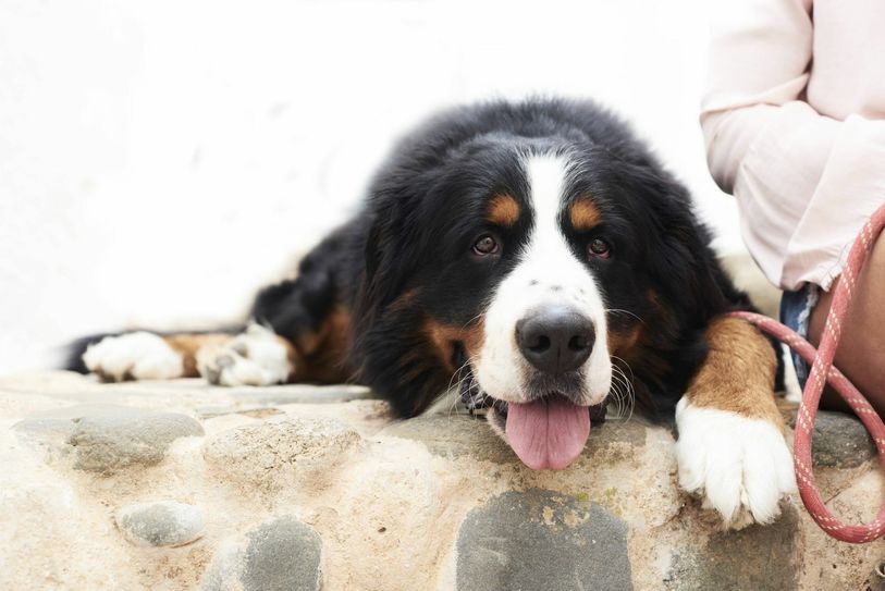 Puh, ist das wieder heiß heute! Nicht nur Tieren und Menschen macht die Hitze zu schaffen. Auch Wälder und Stadtgrün leiden unter der Trockenheit. Foto: Imago/Westend61