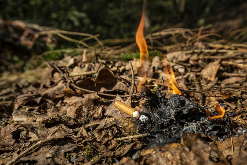 Gerade in trockenen Zeiten kann sich aus einer achtlos weggeworfenen Zigarette rasch ein Waldbrand entwickeln. Foto: Landesforsten RLP/Jonathan Fieber