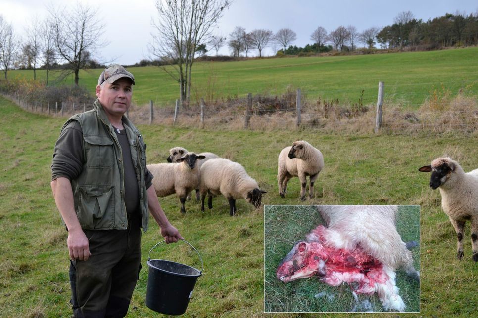 Auf seiner Wiese, die sich in direkter Nähe zum Dorf befindet, fand Heinz Butscheid ein gerissenes Schaf. Unklar ist bislang von welchem Tier die schweren Verletzungen stammen. DNA-Spuren sollen da Klarheit bringen. Fotos: mn/privat